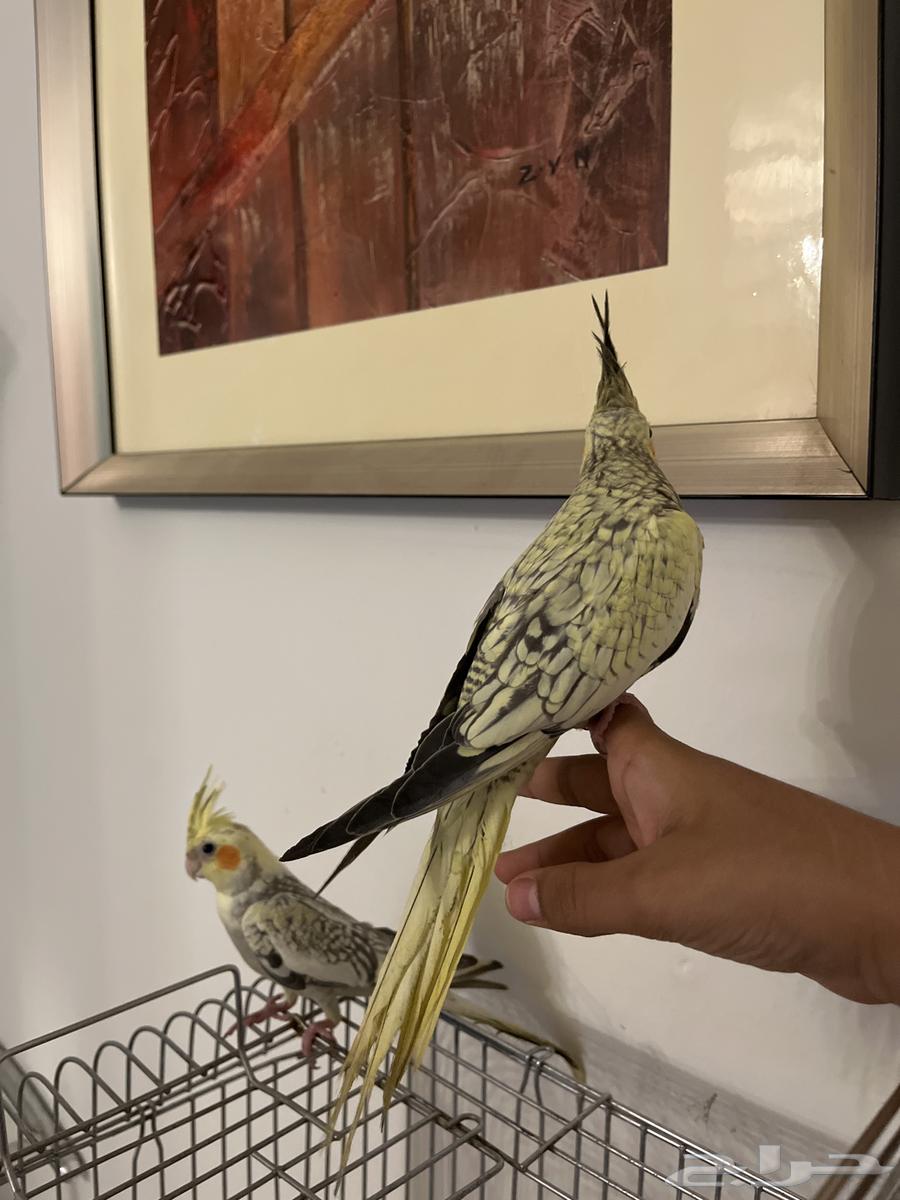 2كروان أليفين جدا64609485659906112