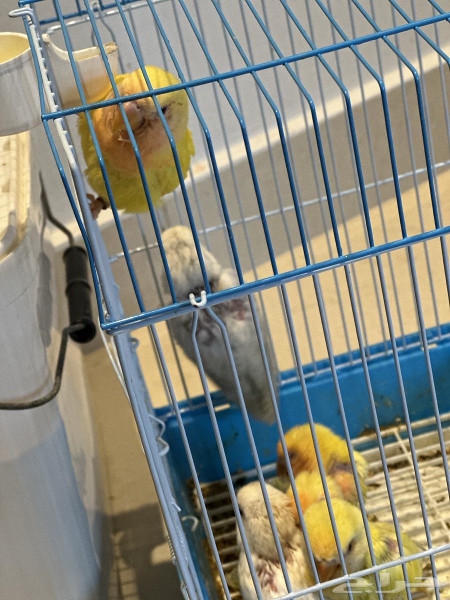 Froukh Day64614844433153110