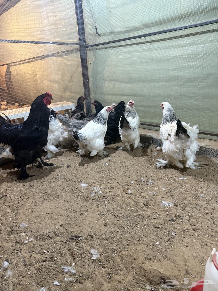 دجاج براهما64609262192770112