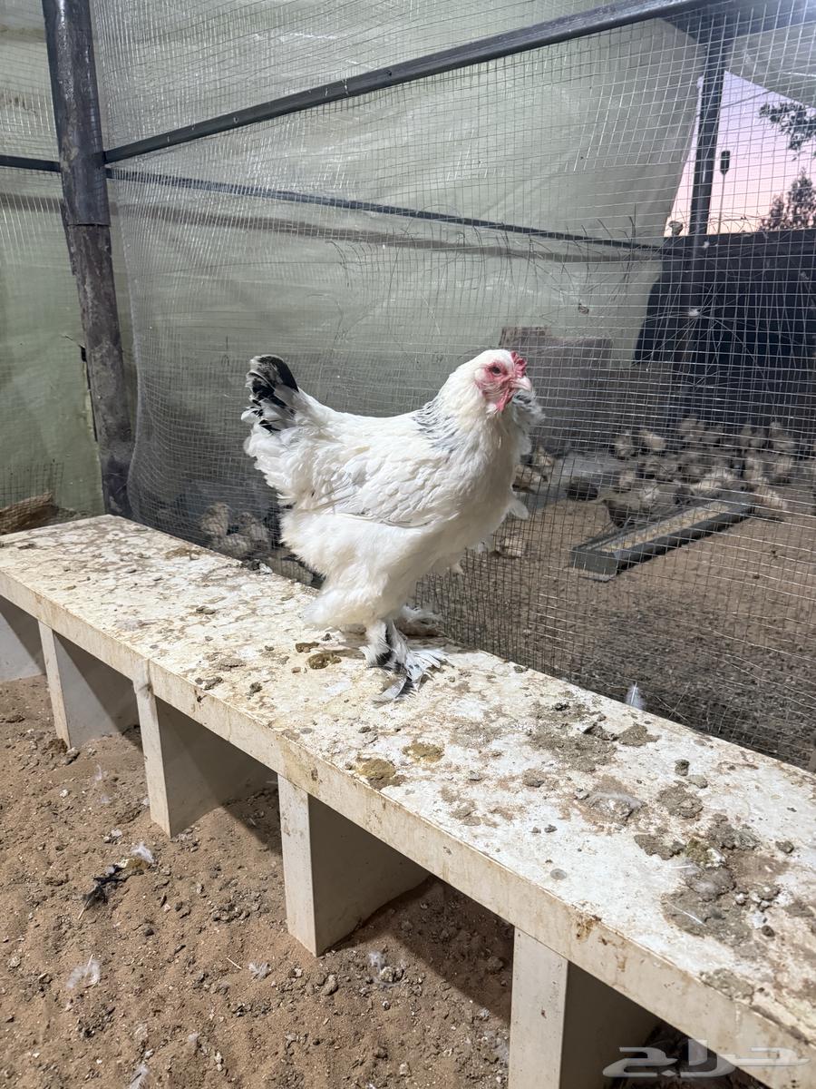 دجاج براهما64609262192770113