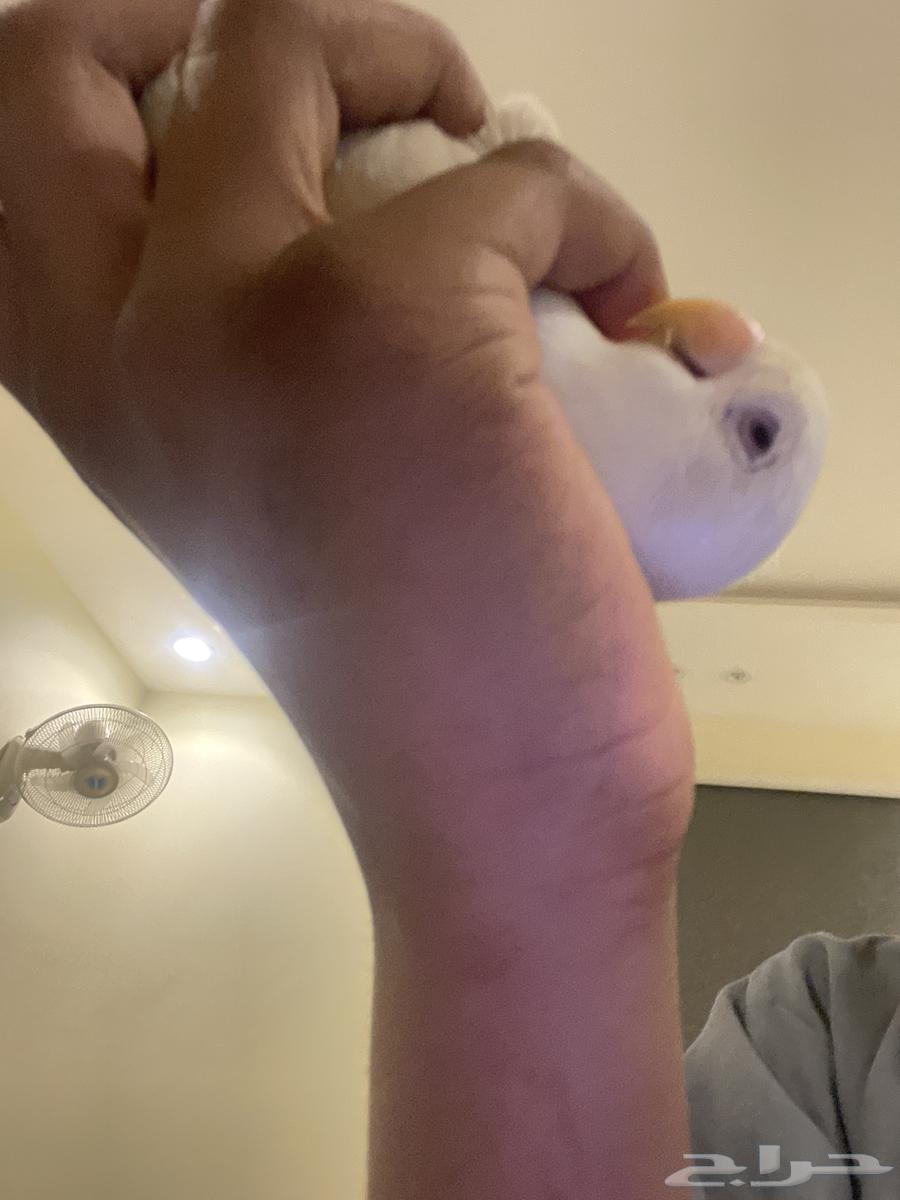 طير روز ع سوم فرخ64612711378690112