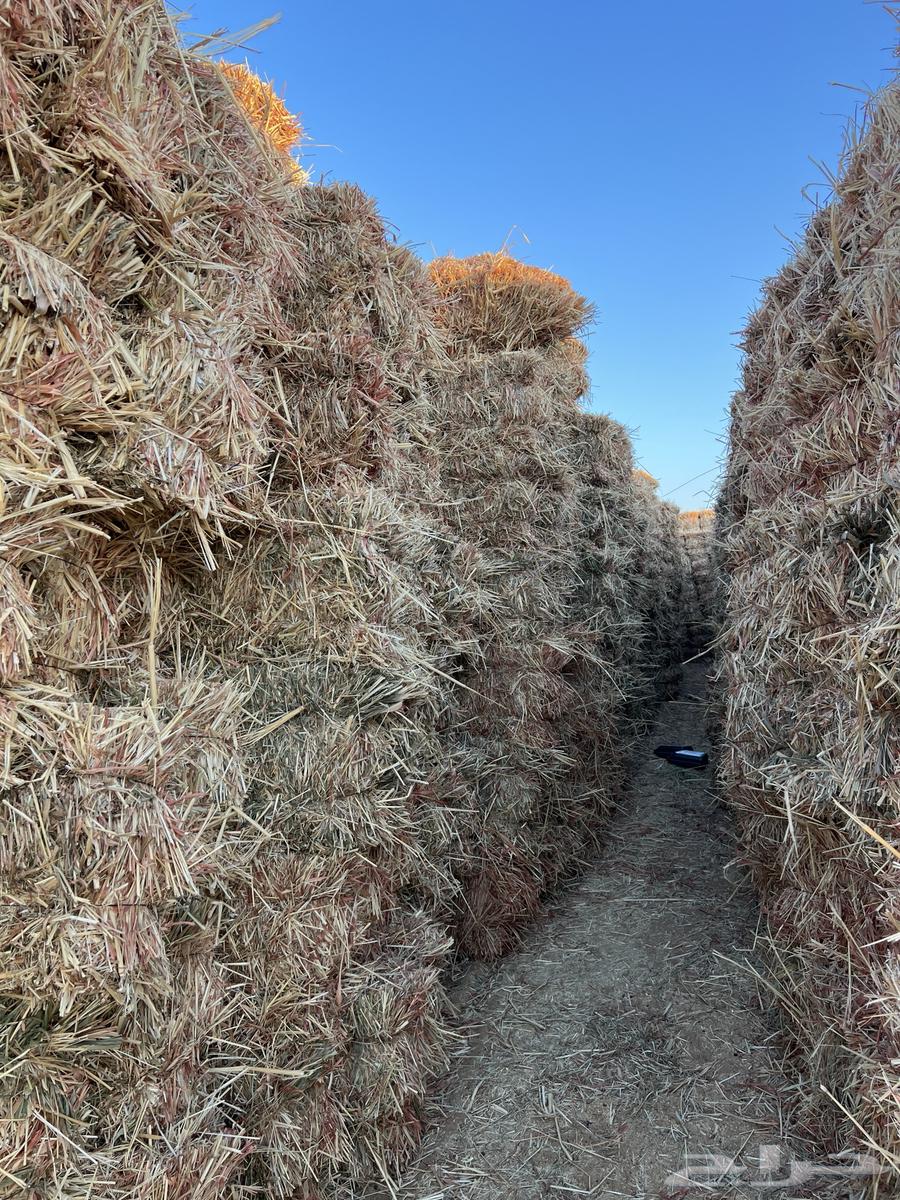 ذره جيزانيه للبيع64612412839426114