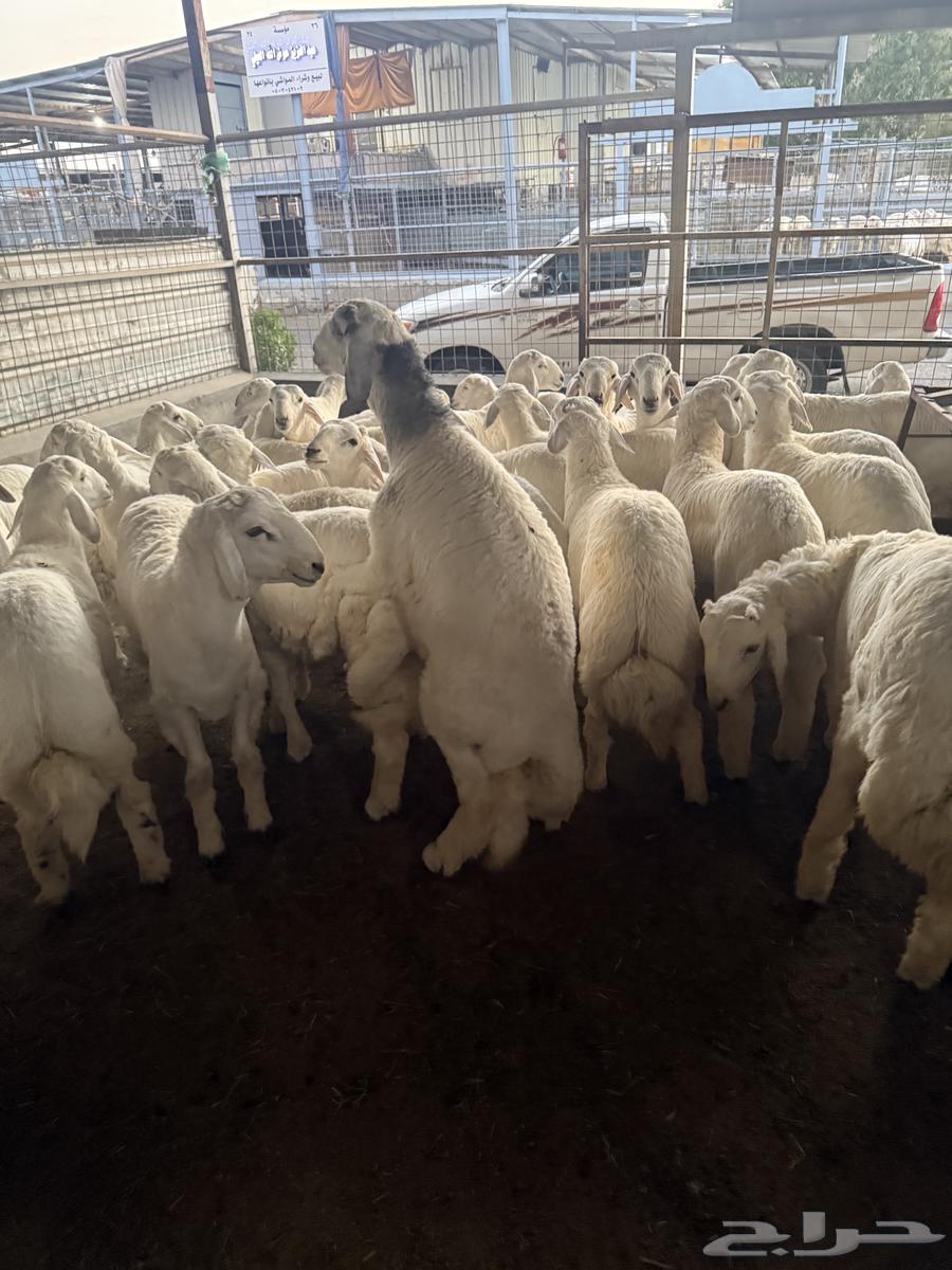 طليان حريه64612711395329114