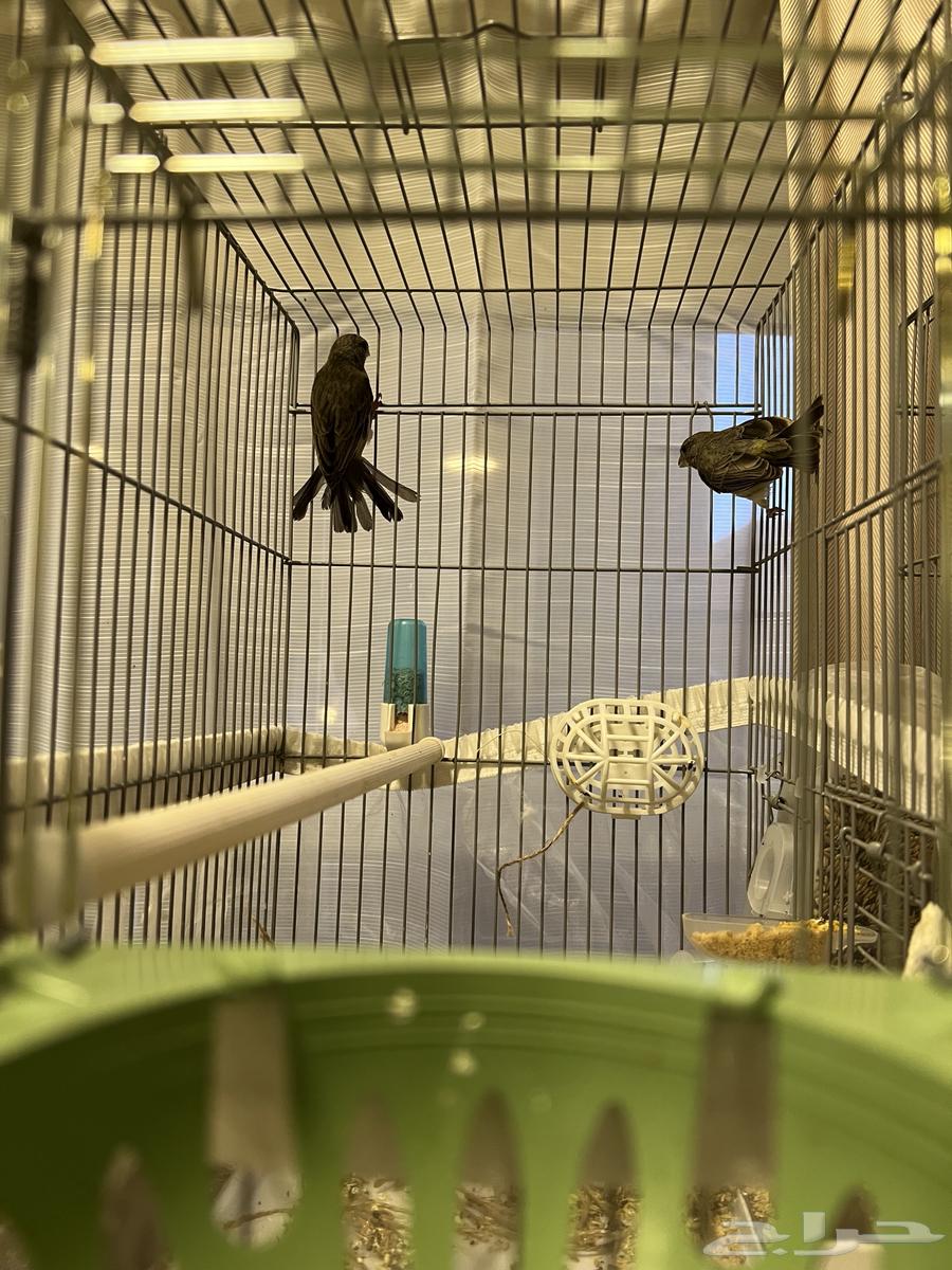 زوج ياسمين طائفي64607953741569111