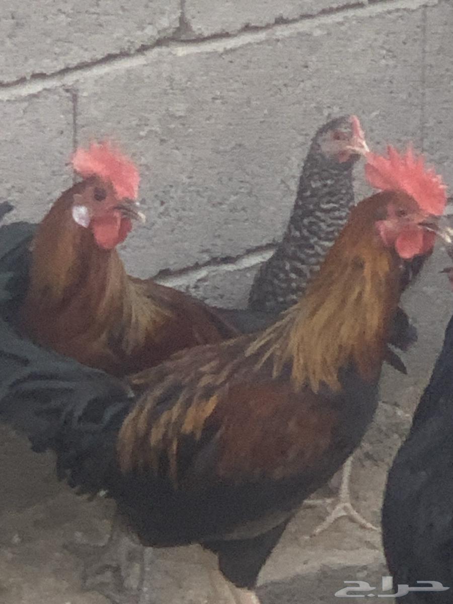 ديوك بلدي العدد 3 ديوك شرط نظافه وصحه64606204379393114