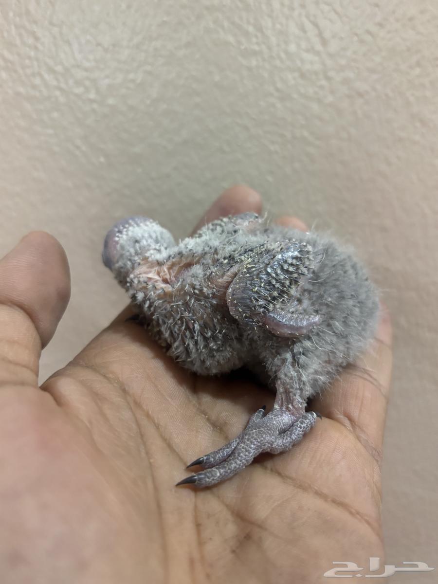 تم البيع. ماشاءالله تبارك الله فروخ لوري رينبو جامبو64610992197251111