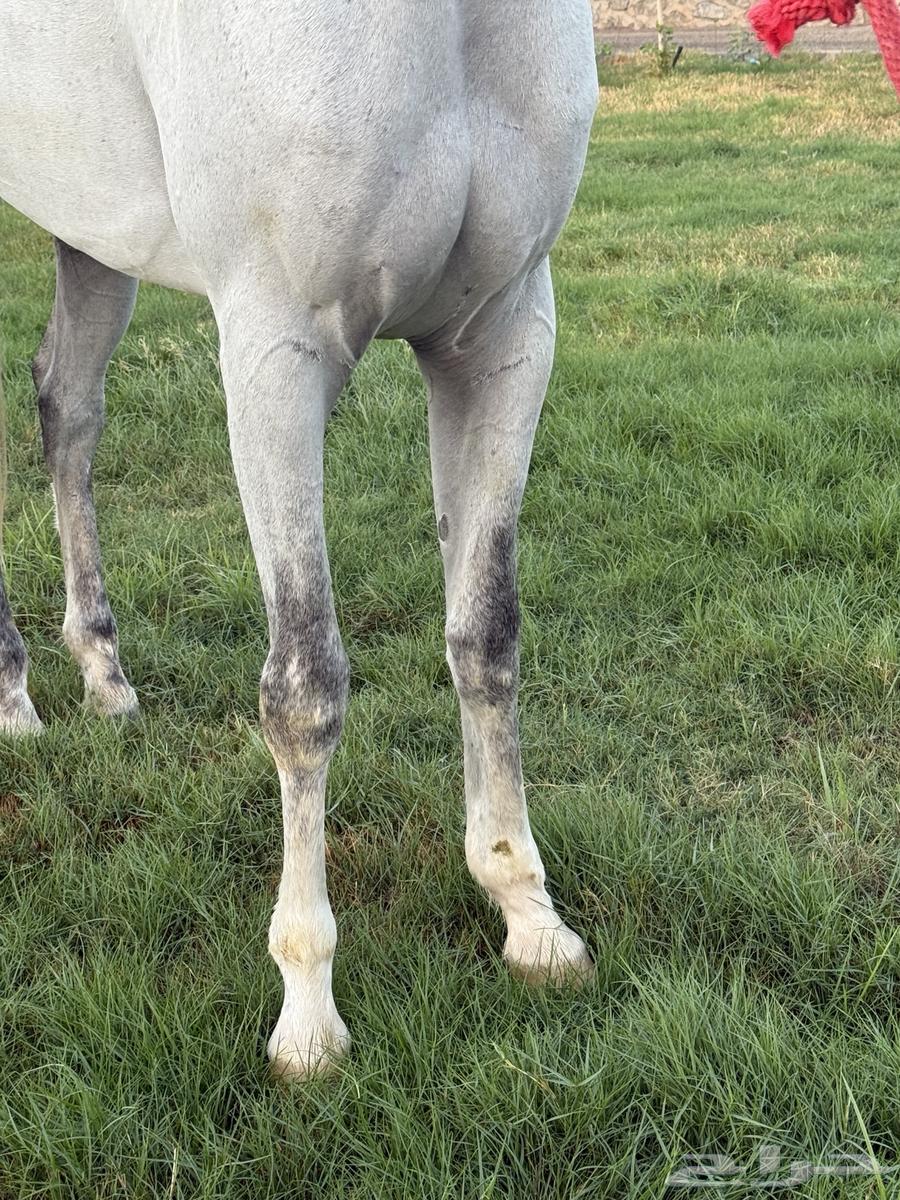 حصان الصفر للبيع العمر 6 سنوات64608228078339113