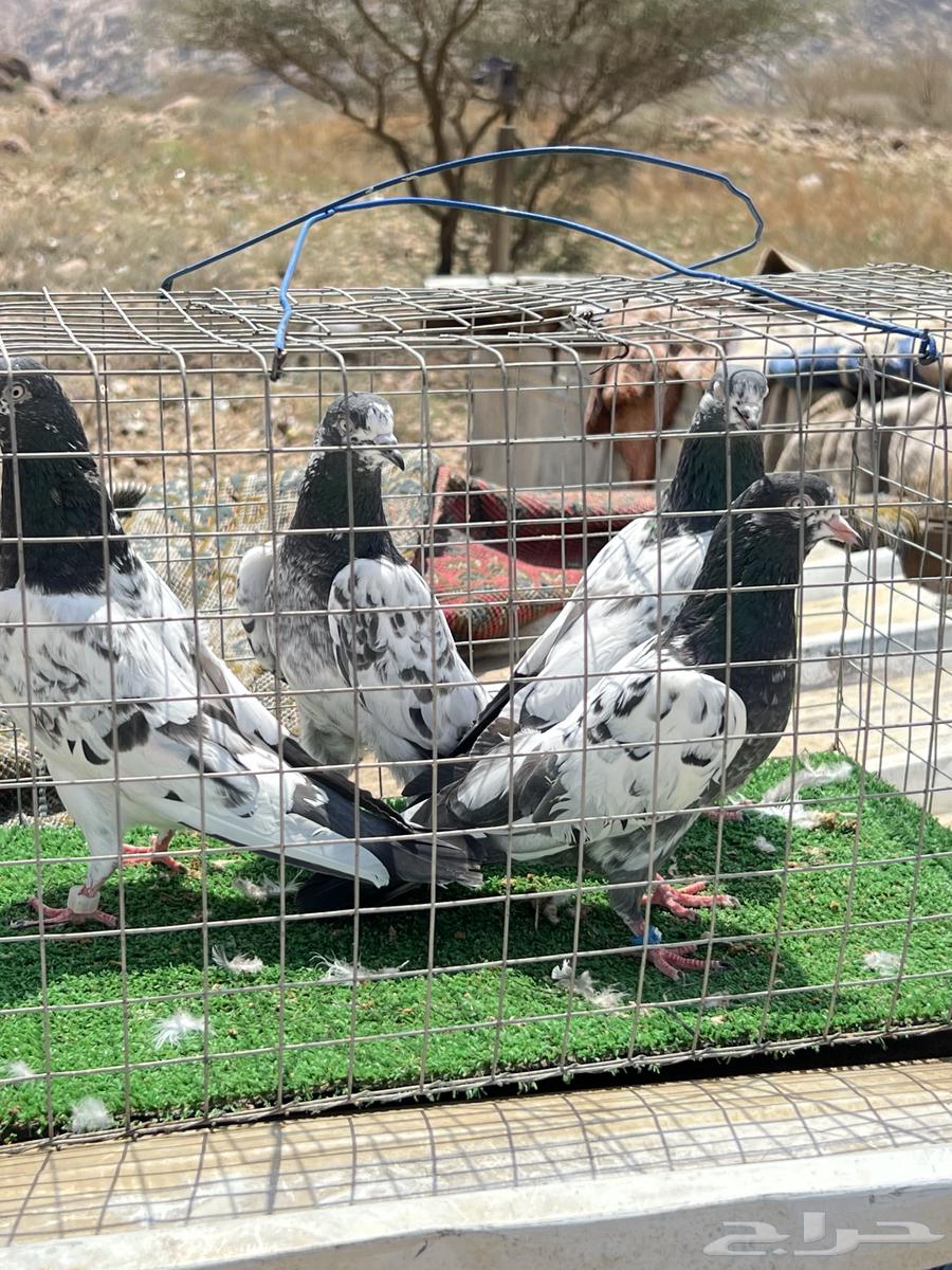 حمام بكستاني بيور جوزين. للبيع64608215587458114