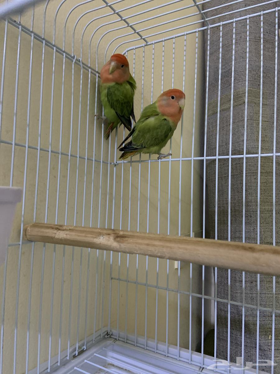 روز للبيع64611067334146110