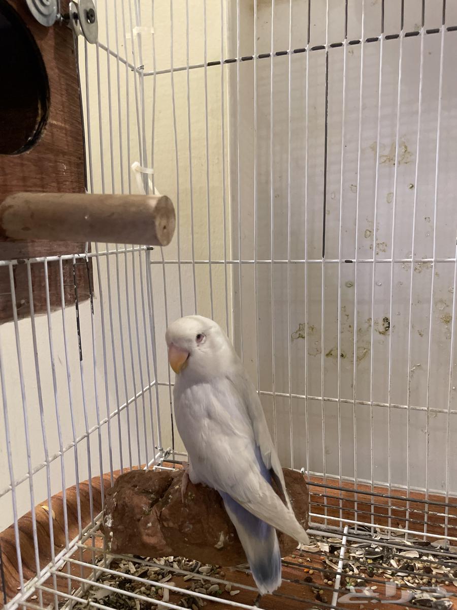 طير روز ع سوم فرخ64612711378690113