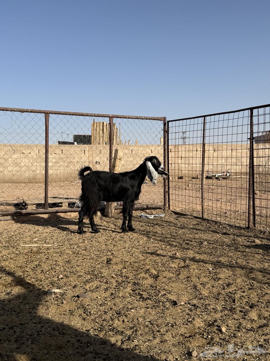 للبيع عارضيه رباعيه64611867230979112