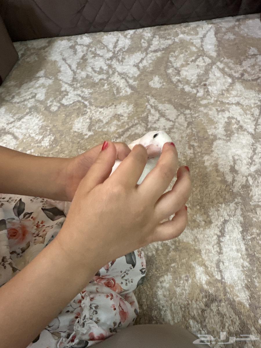 زوج روز64468287824899114