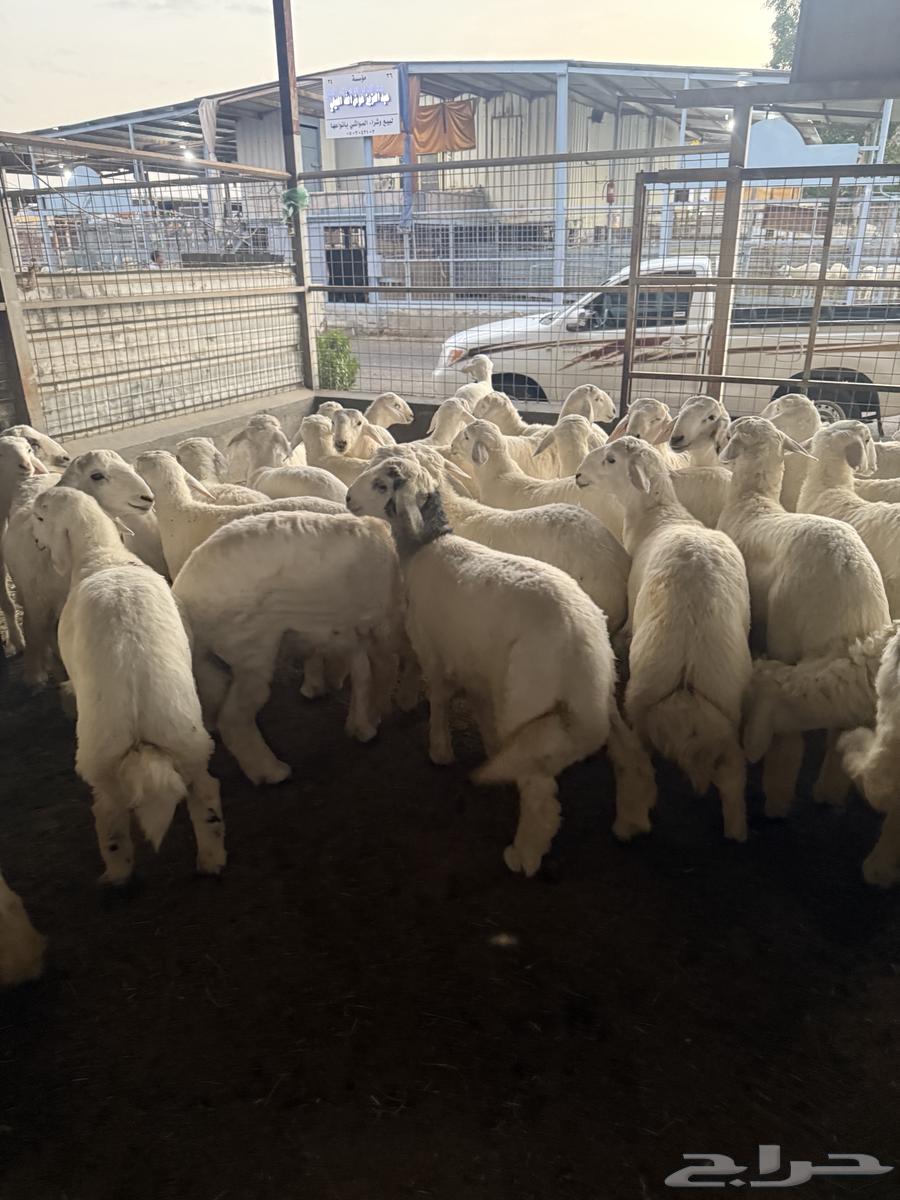 طليان حريه64612711395329112