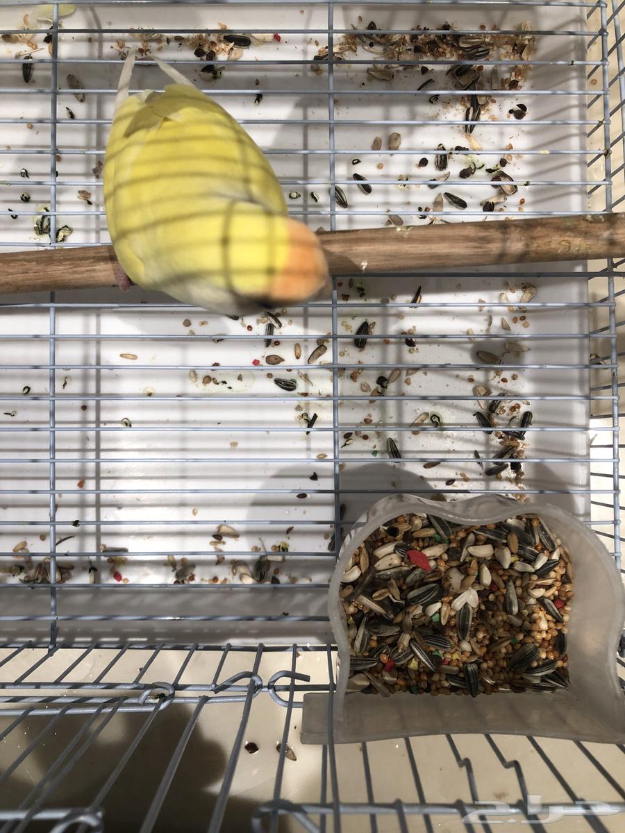 طيور زينه روز انتاج64614794686721110