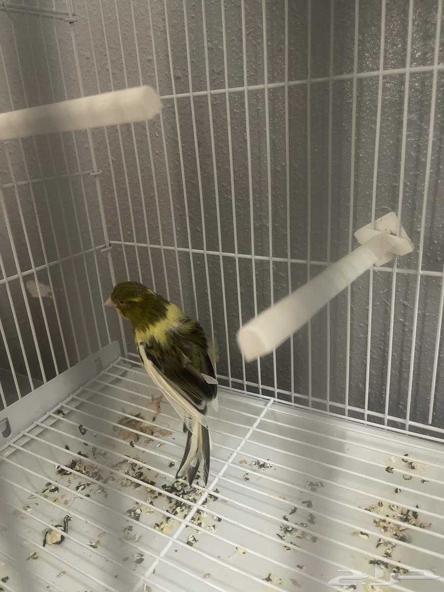 ذكر سنتاين مفتل فرنسي كناري مغرد64609883719171110