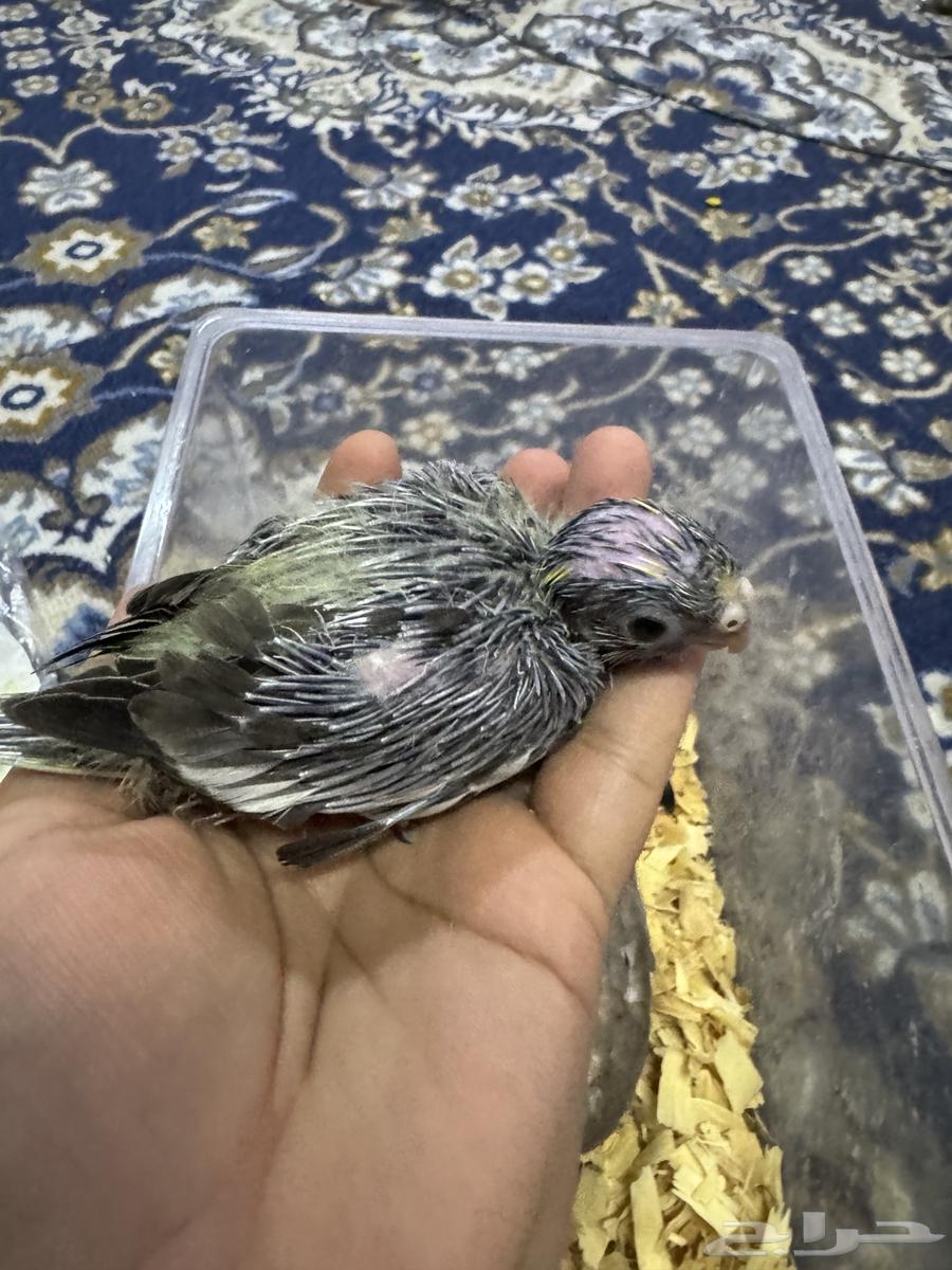 فرخ صن كنيور. فرخين كروان تم البيع64615016583171112