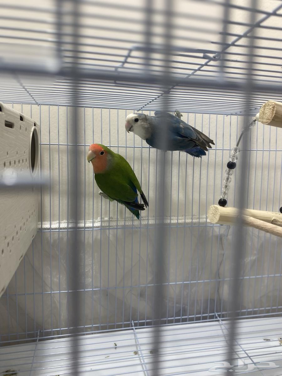 Female Gecko with Blue Color and Male Gecko with Green Color, No Accessories64616115807618112