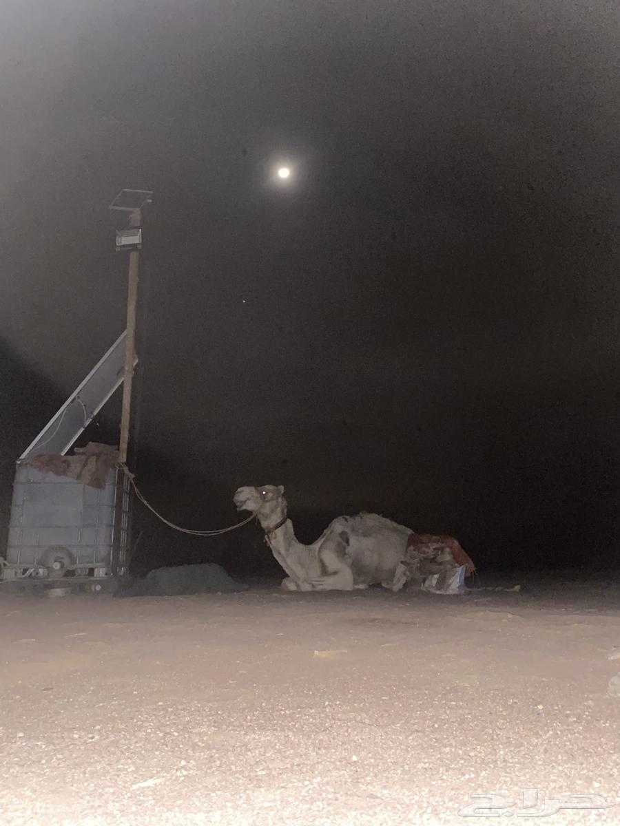 ركبي للبيع64613950003586110