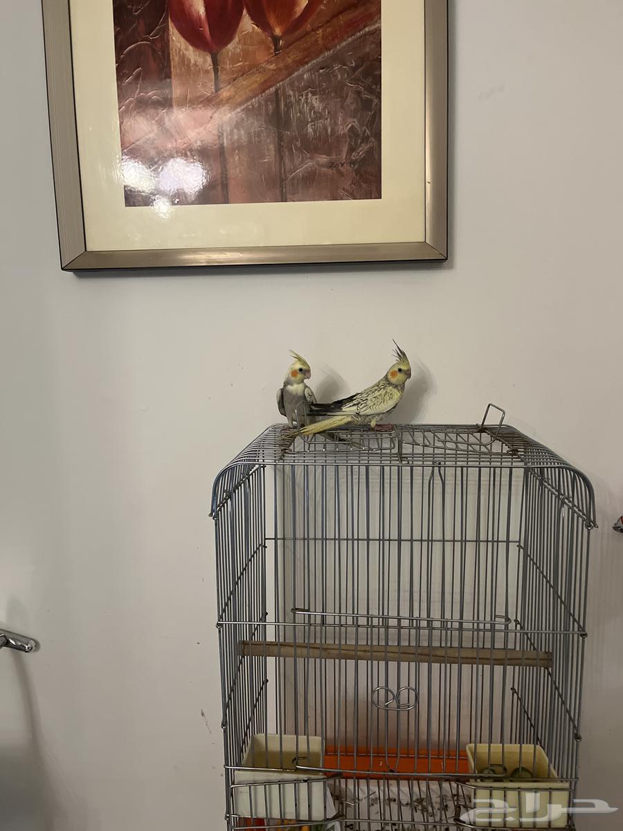 2كروان أليفين جدا64609485659906114