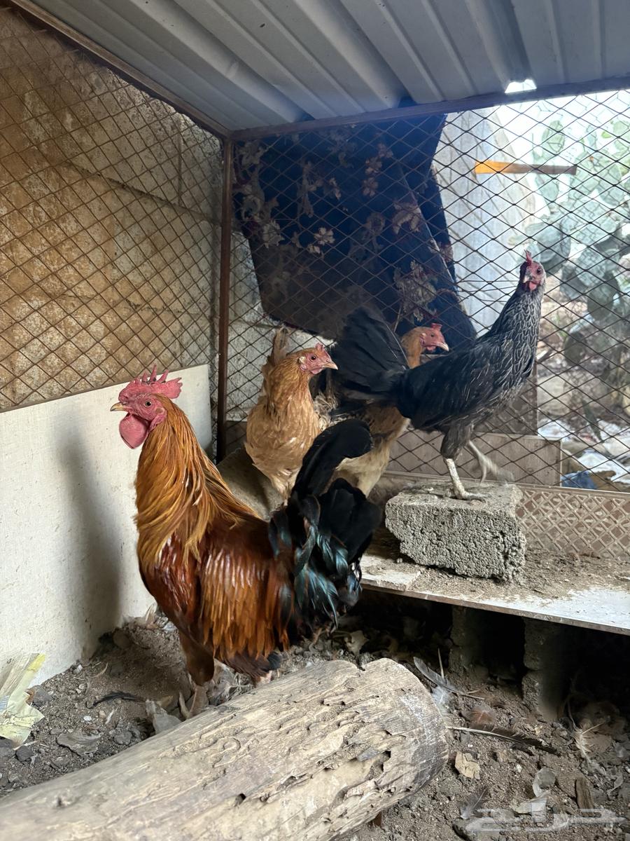 ديك و ثلاث دجاج بلدي للبيع64612264189314114