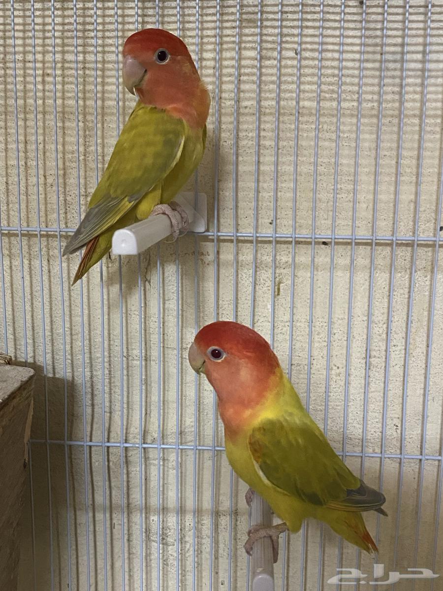 للبيع جوز روز موميز64609448201474111