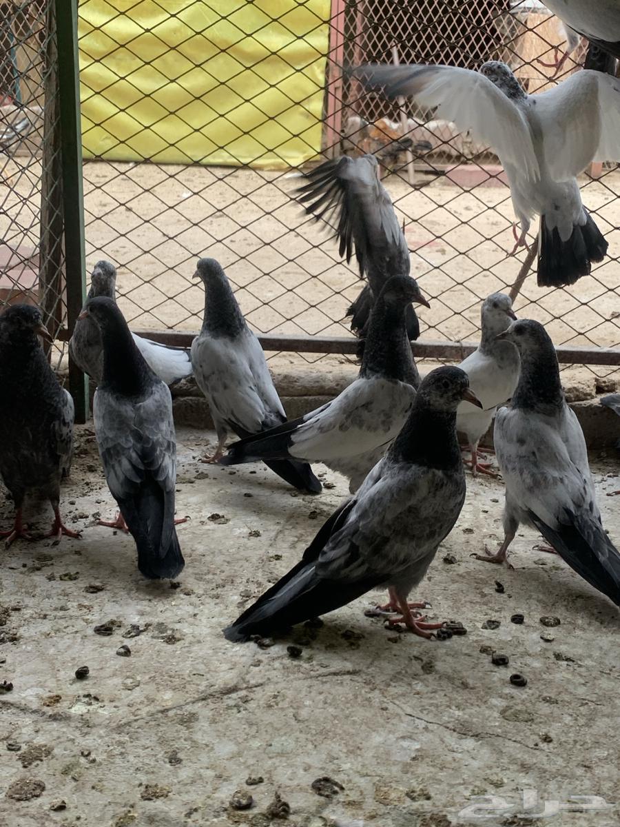 طبات حمام باكستاني ( تم البيع )64610866660994114