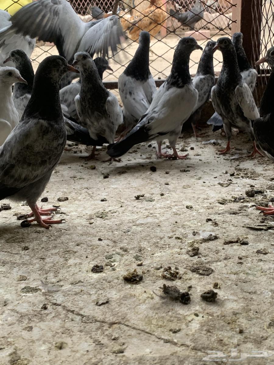 طبات حمام باكستاني ( تم البيع )64610866660994113