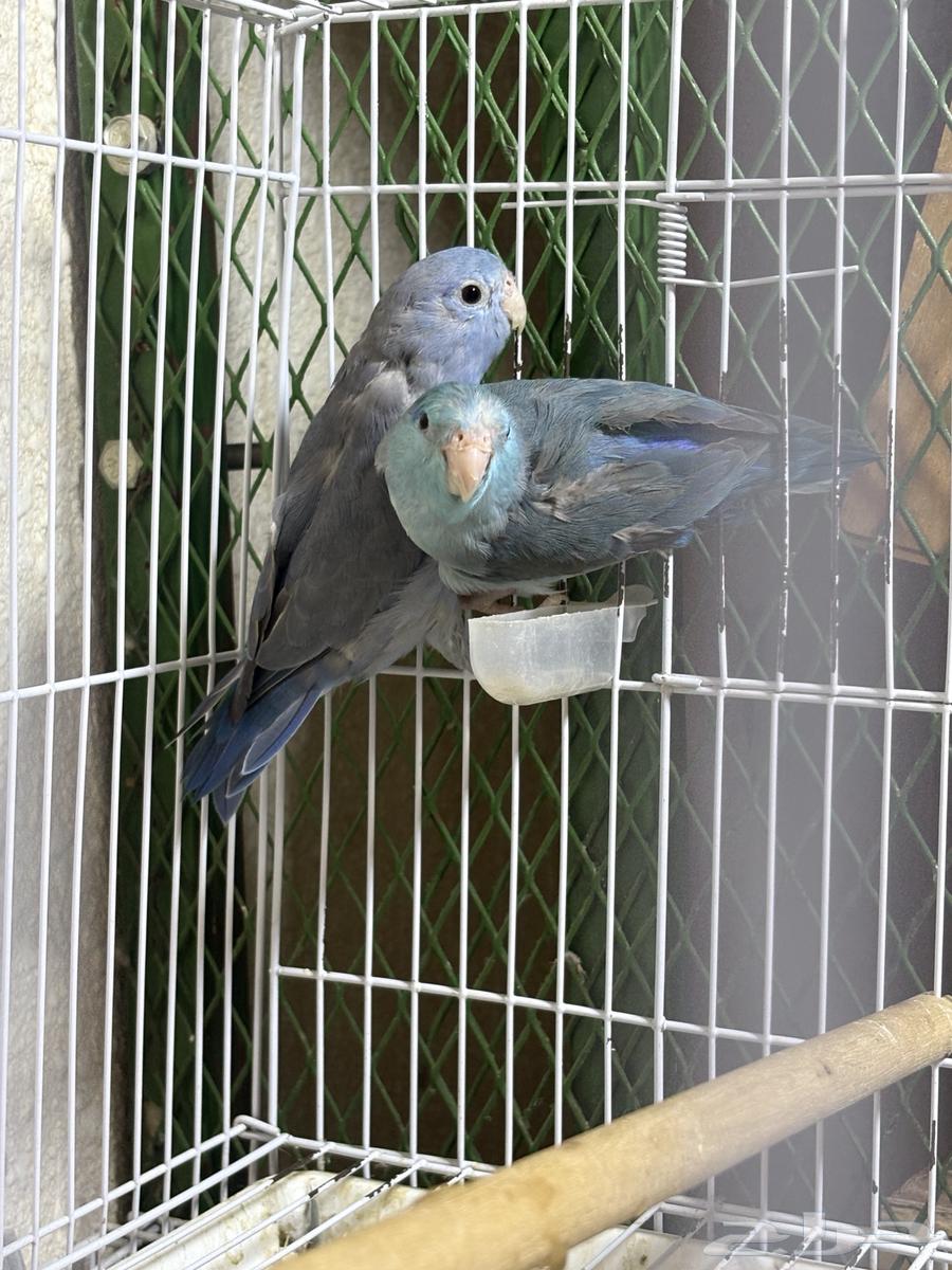 زوج بارتوليت ازرق النادر64606362362498112