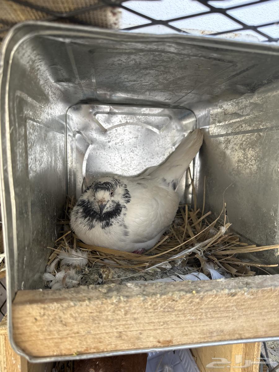 للبيع حمام باكستاني64611930026115110