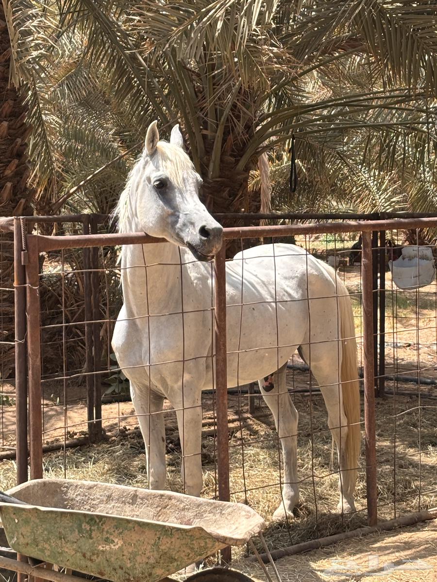 حصان واهو64583011751427114