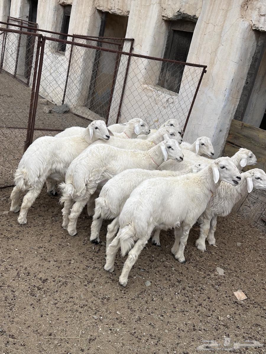 طليان ذبايح حري مقفله ( تم البيع)64610505715971111