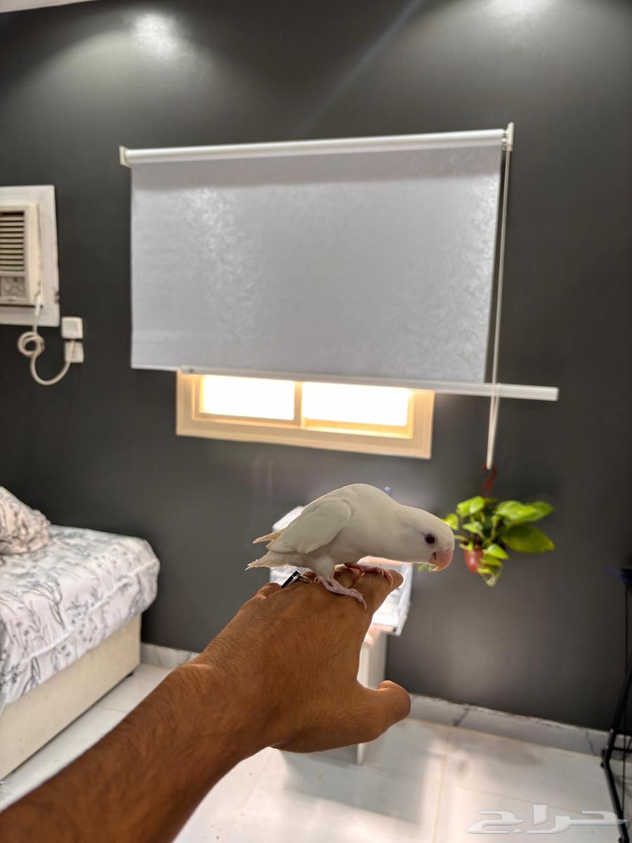 روز البينو هدد64609970452481113