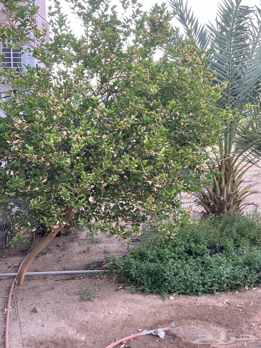 نخل للبيع64611355387778112