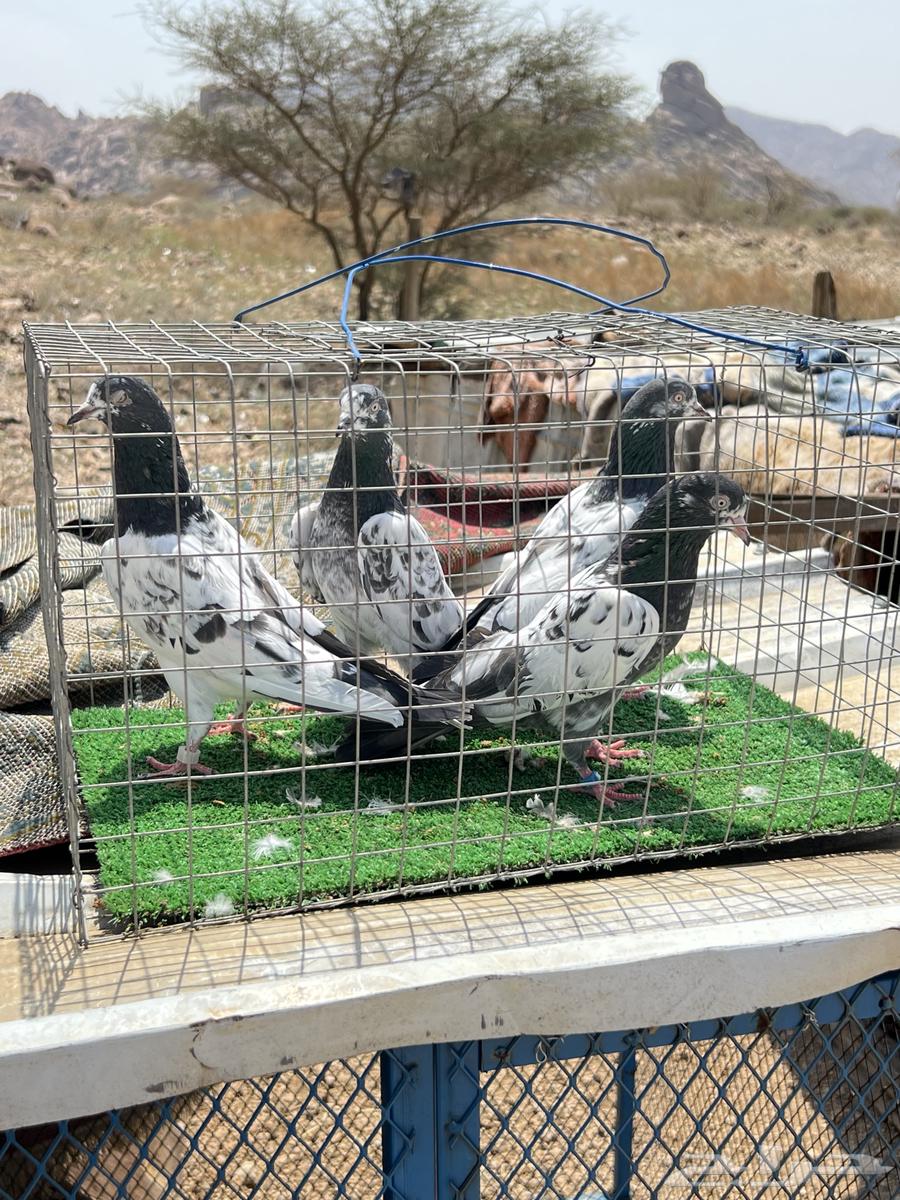 حمام بكستاني بيور جوزين. للبيع64608215587458112