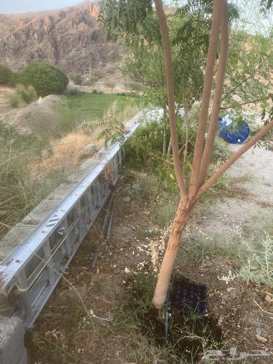 سلم ألمنيوم بحالة ممتازة64612582662273111