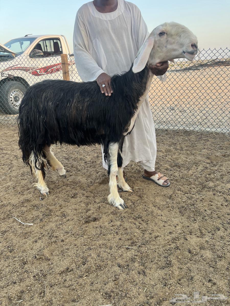 نجد صنف64584926018051112