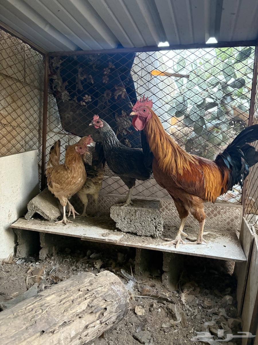 ديك و ثلاث دجاج بلدي للبيع64612264189314112