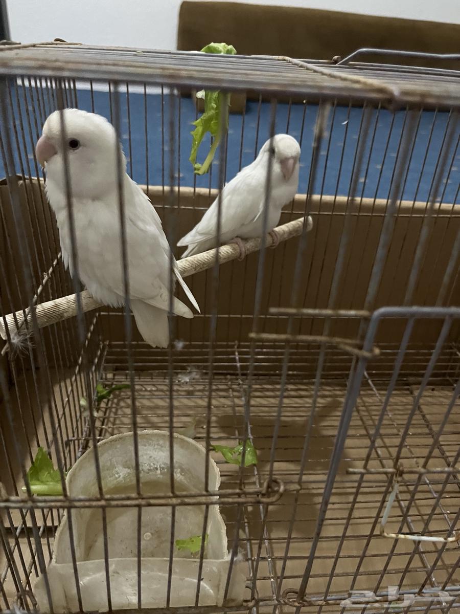 جوز روز64607744280322110