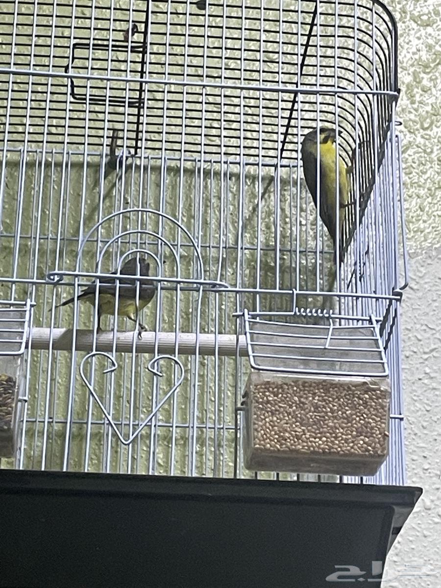 جوز الياسمين للبيع64615300445186110