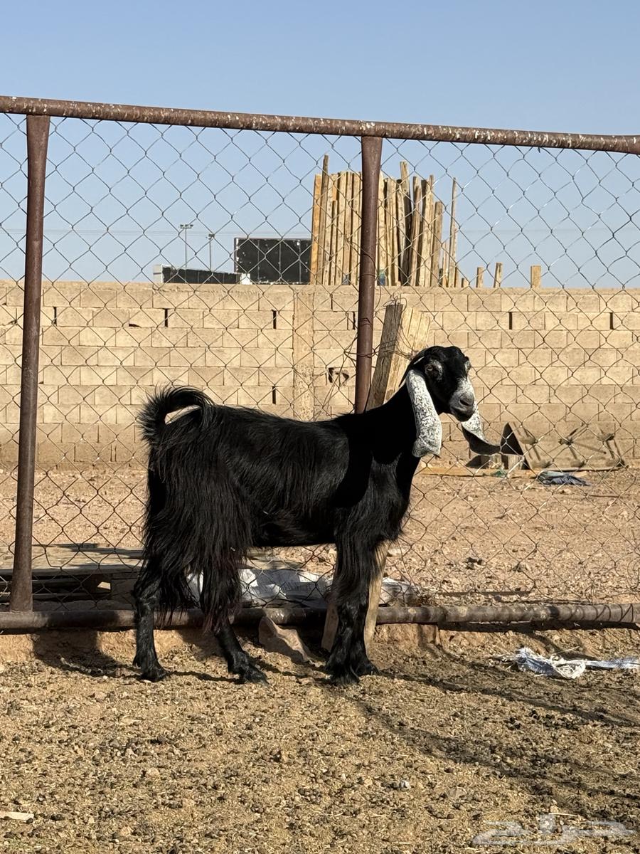 للبيع عارضيه رباعيه64611867230979111