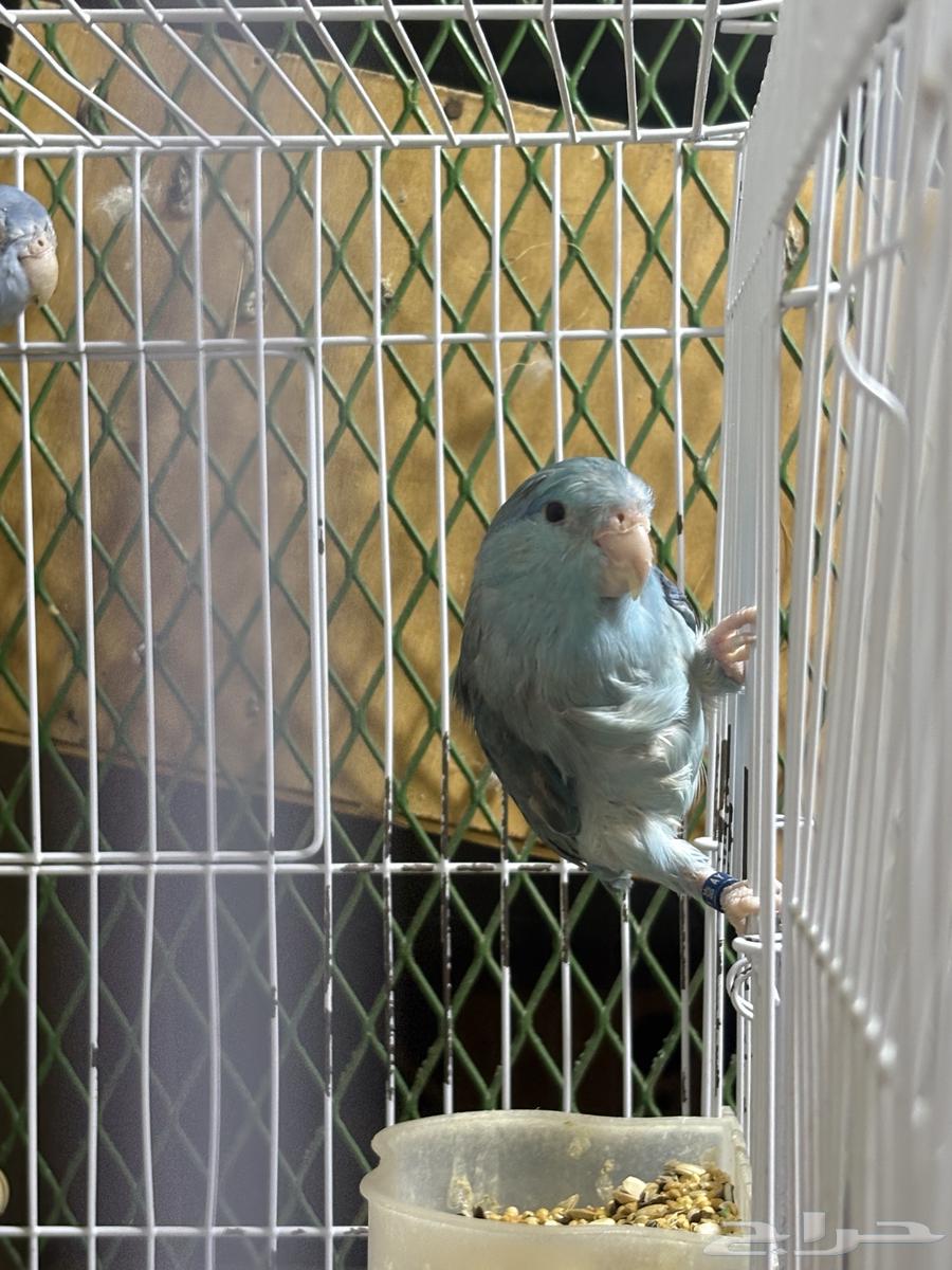 زوج بارتوليت ازرق النادر64606362362498114