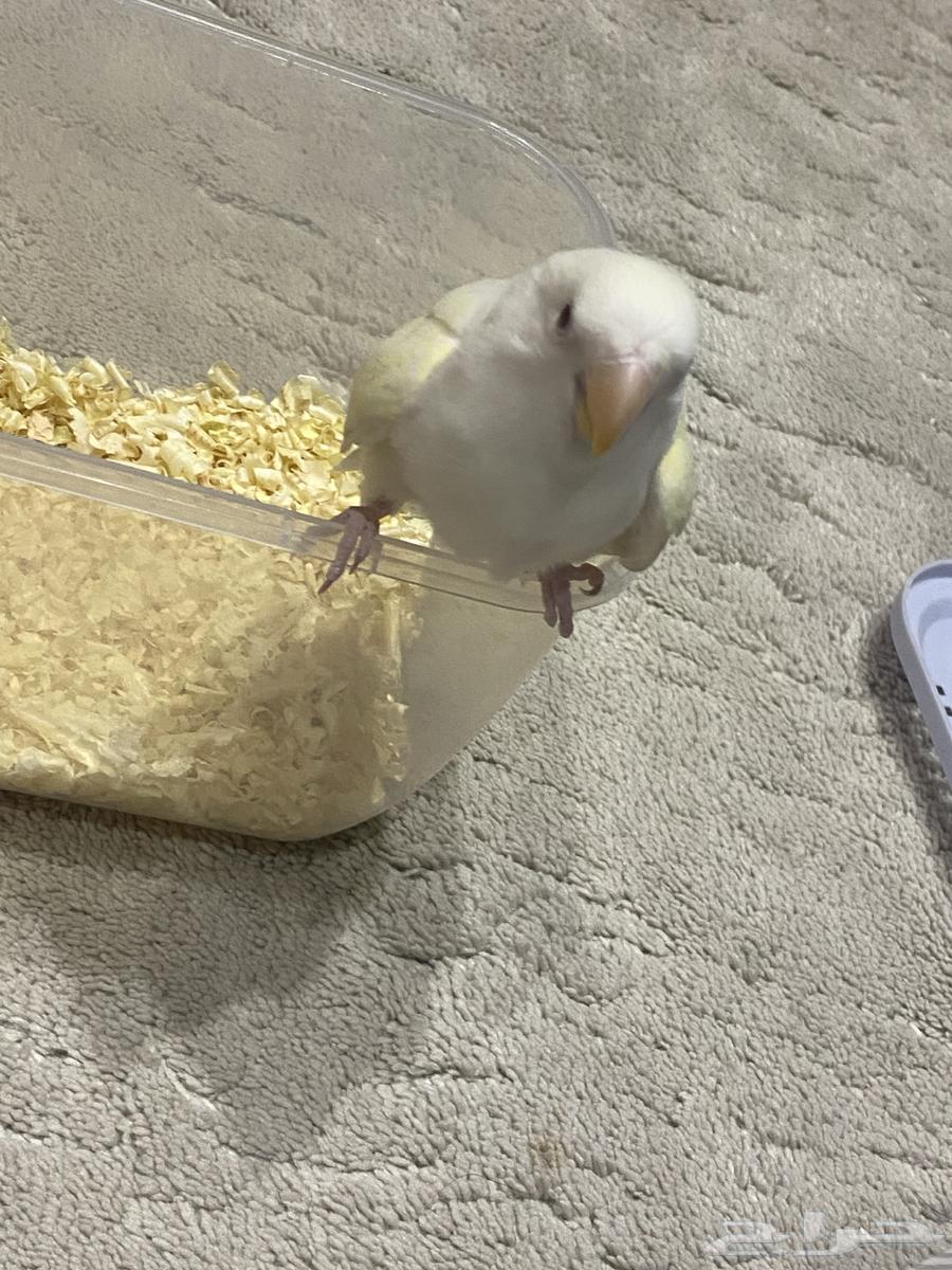 فرخ روز ( تمم البييع )64607929153922112