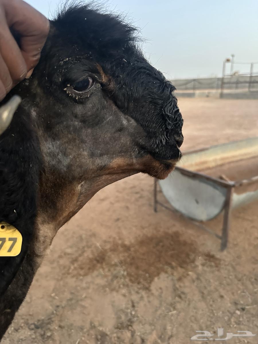 Stallion Project Breed Trunk64614521902979110