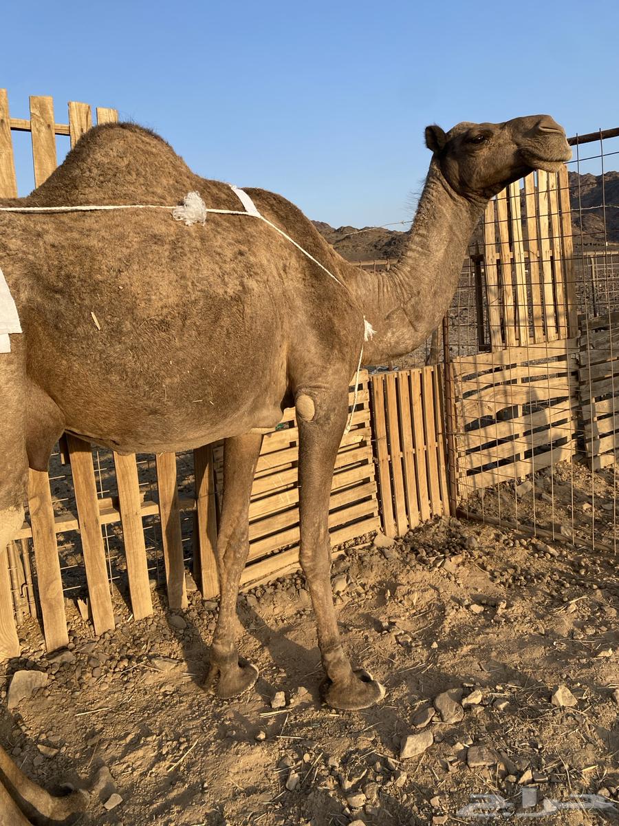 خلفه مصغر منيحه رقم واحد تحتها قعود طيب الحد980064613618487809113