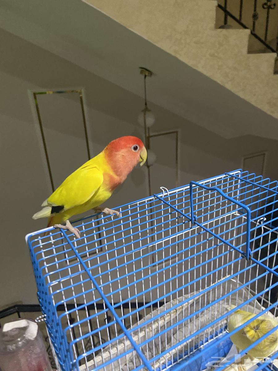 طير روز64614954705410112