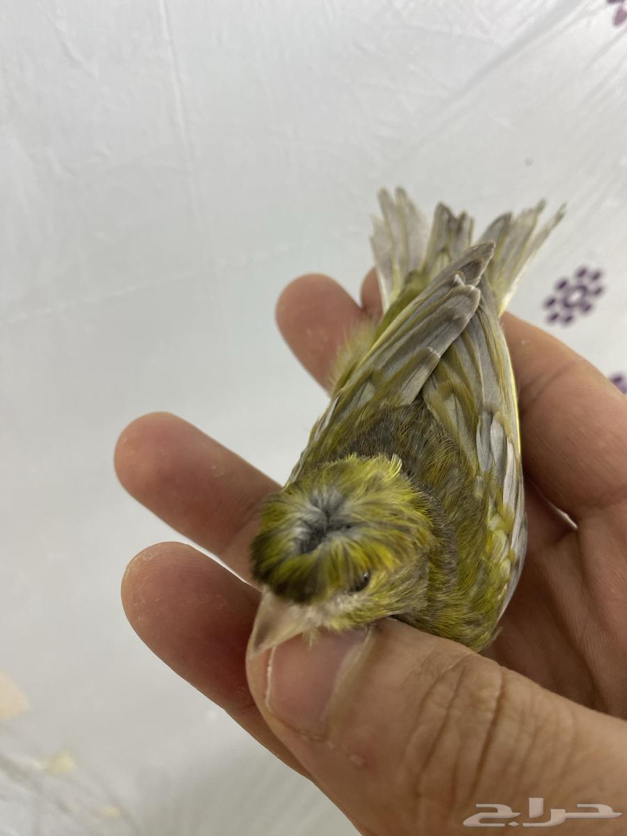 للبيع نفيه كناري64608015903619111