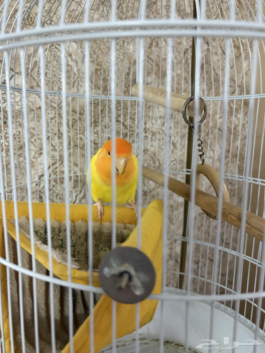 طائر روز64615596195715110