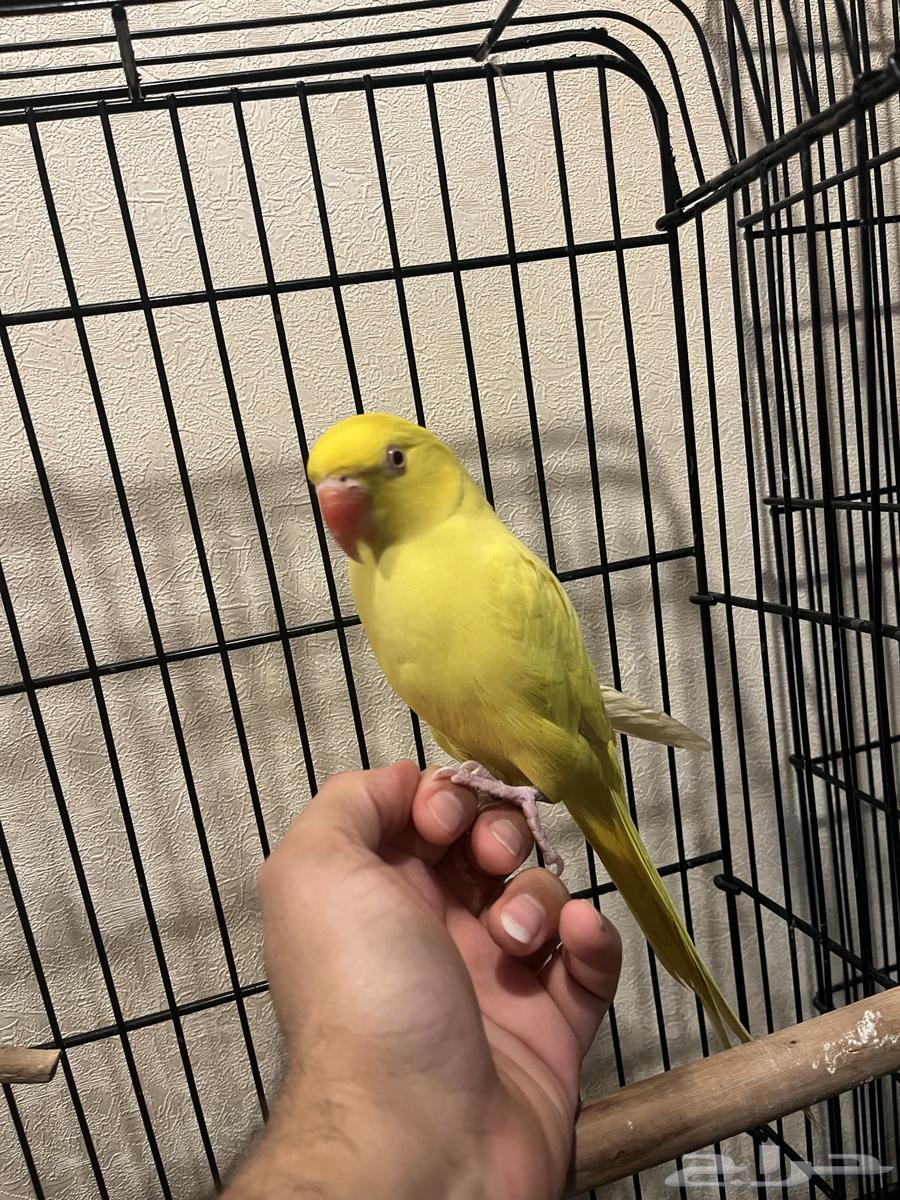 تم البيع تم البيع ذكر لاتينو عيون حمراء64612176885506112