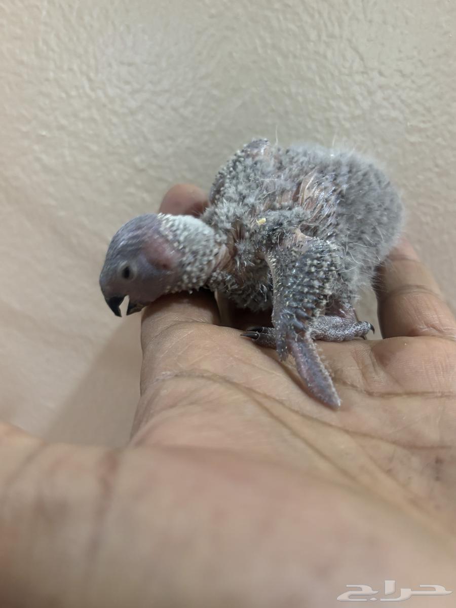 تم البيع. ماشاءالله تبارك الله فروخ لوري رينبو جامبو64610992197251110