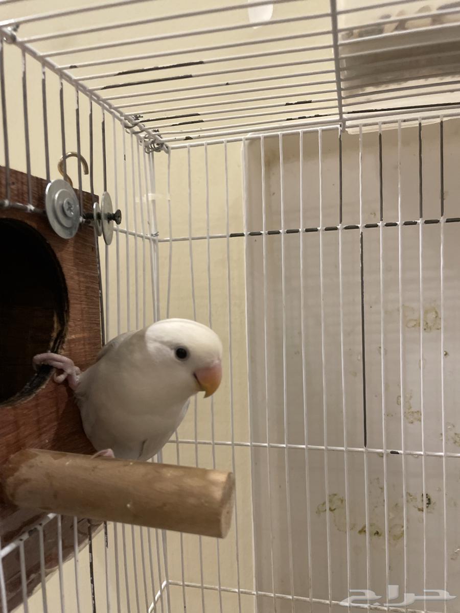 طير روز ع سوم فرخ64612711378690110